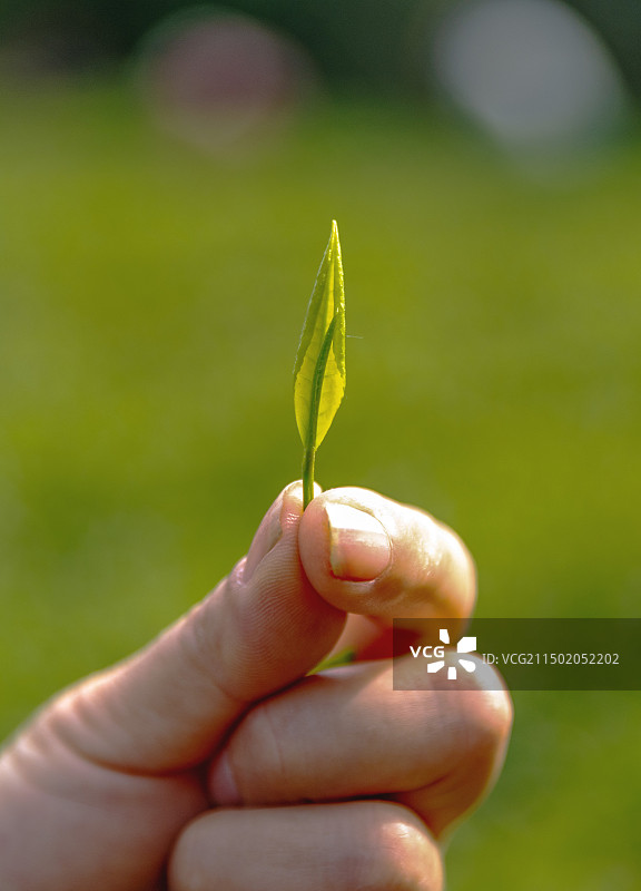 日照绿茶采摘一叶一芽图片素材