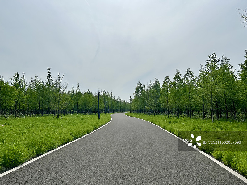 苏州吴江汾湖元荡湖边绿树中一条蜿蜒向前的公路图片素材