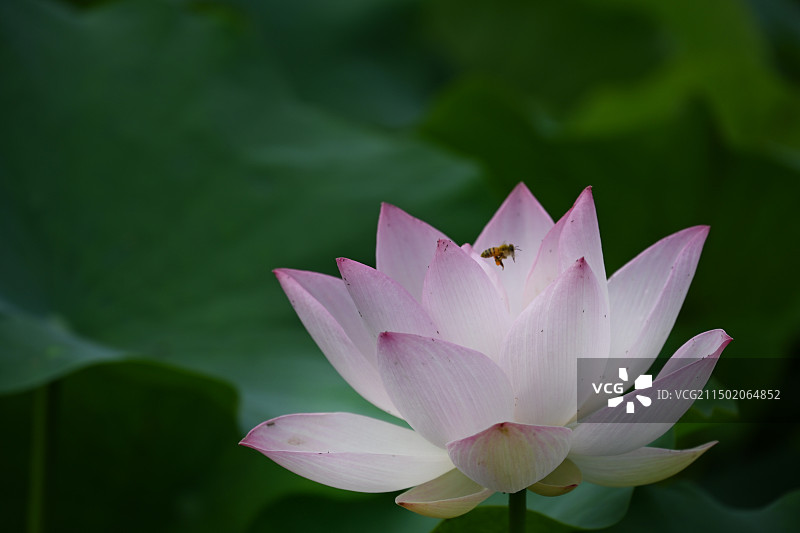 荷花成都新津千亩荷塘图片素材