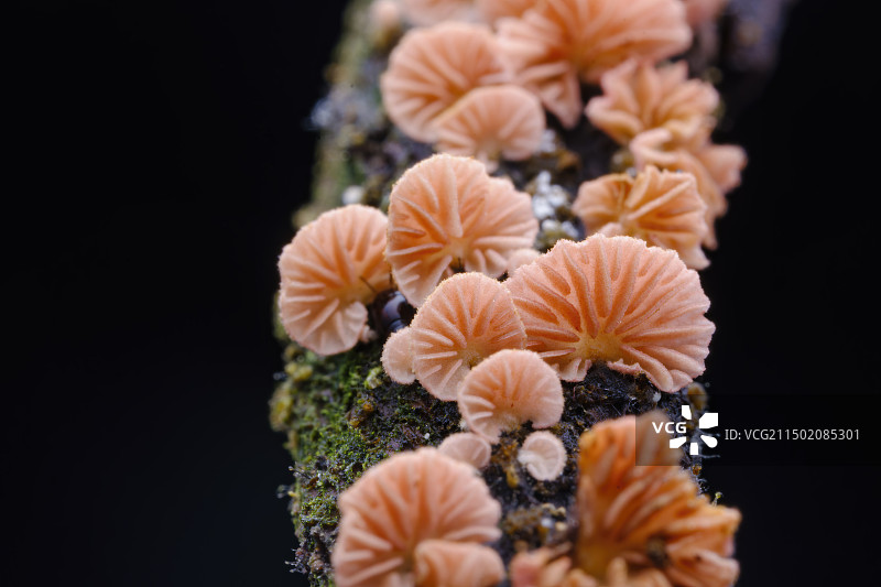 小蘑菇图片素材