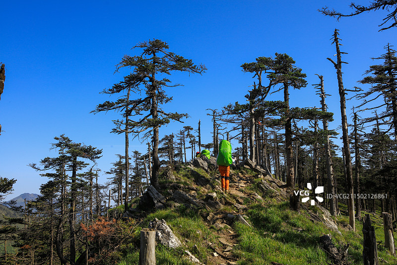 秦岭，冷杉林。徒步其中，宛若行走在异星地貌。冷杉桀骜，威武不屈，装饰，装扮与守护，自成风景。图片素材