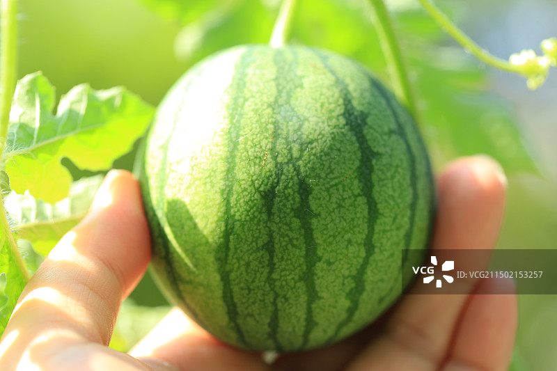 夏天阳台上种植的迷你小西瓜图片素材