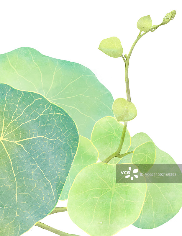 山乌龟的绿叶图片素材