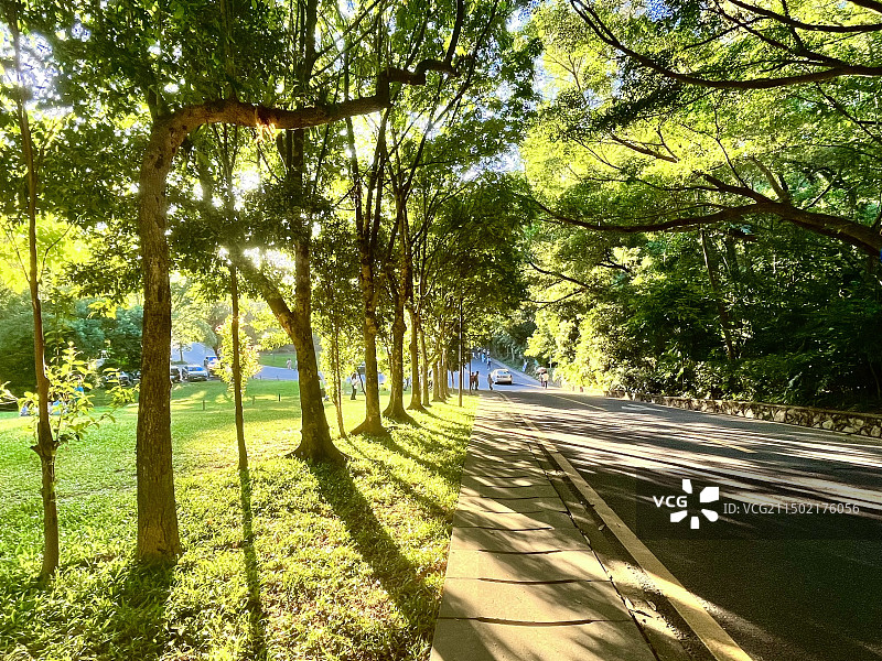 深圳仙湖植物园景观图片素材