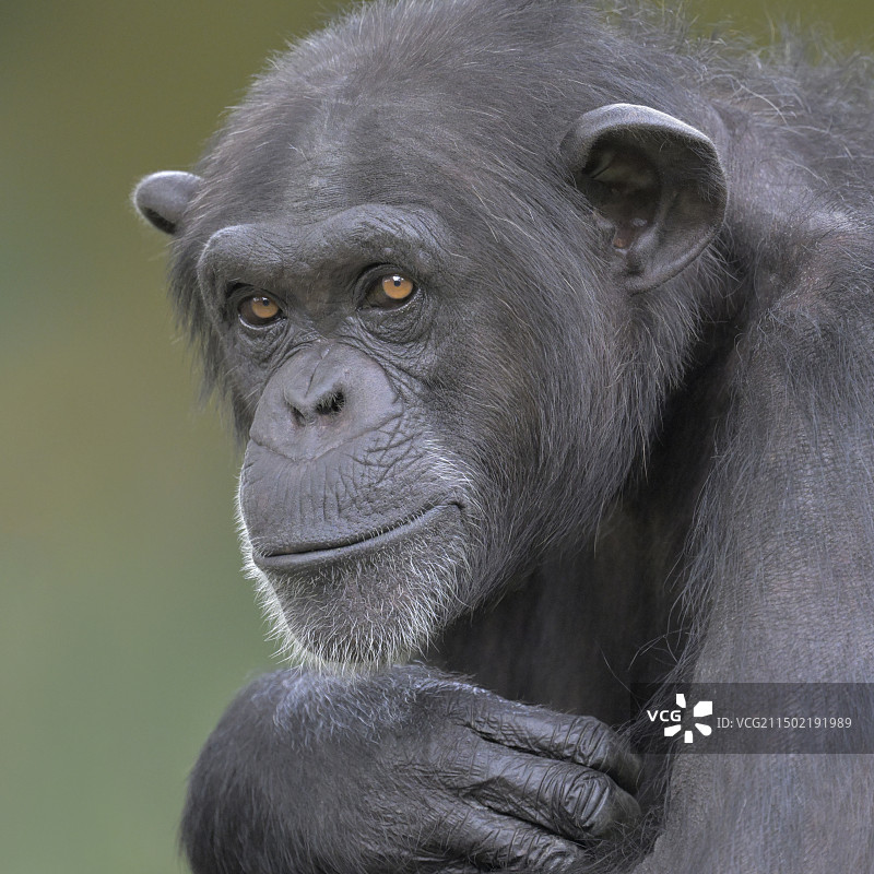 黑猩猩图片素材