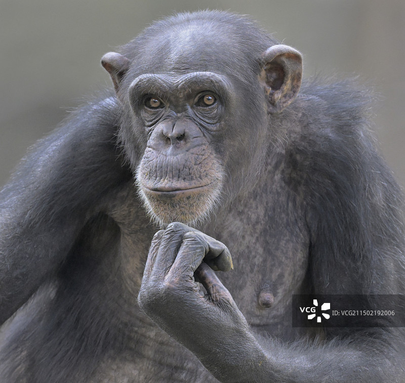 黑猩猩图片素材