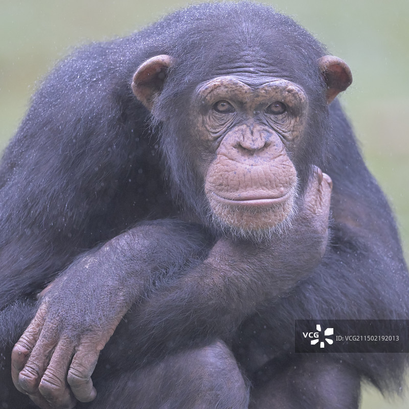 小雨中的黑猩猩图片素材