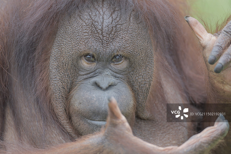 红猩猩图片素材