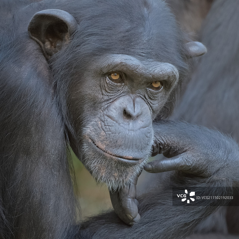 黑猩猩图片素材