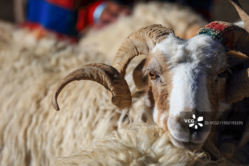 西藏阿里牧区生活写真之二--牧民的羊图片素材