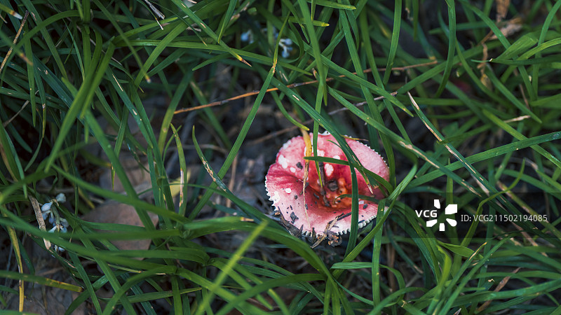 野外的生命图片素材