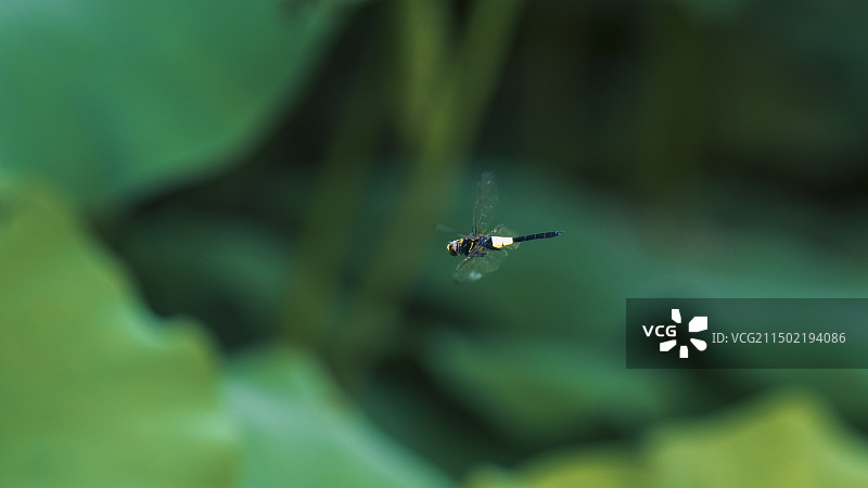 野外的生命图片素材