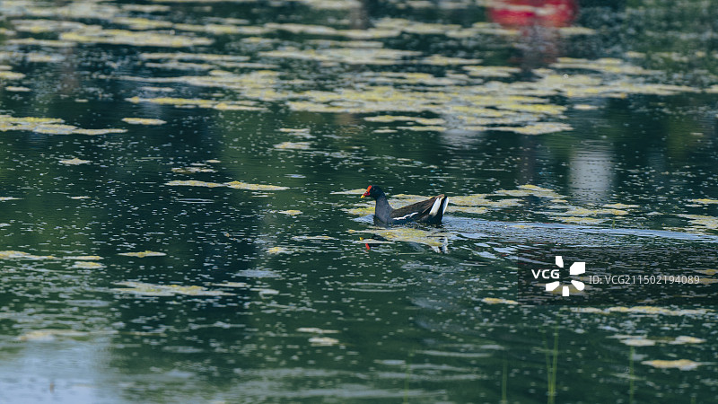 野外的生命图片素材