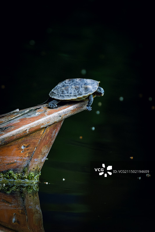 中华草龟图片素材