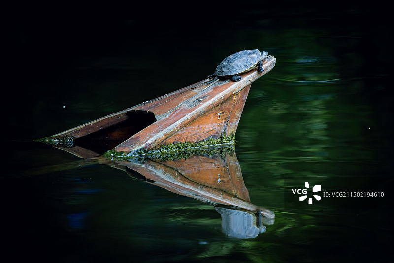 中华草龟图片素材