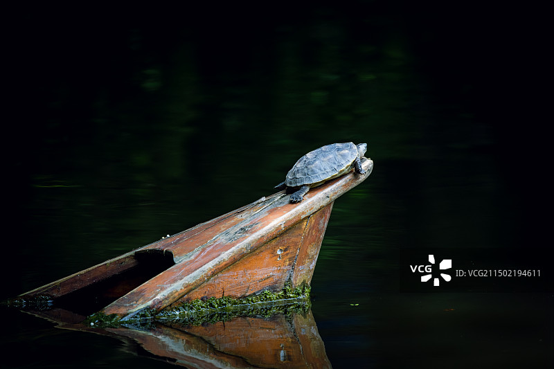 中华草龟图片素材