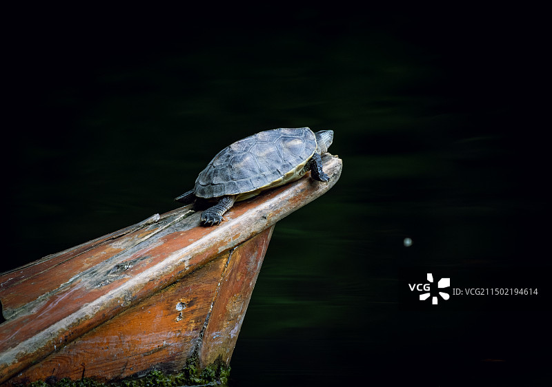 中华草龟图片素材