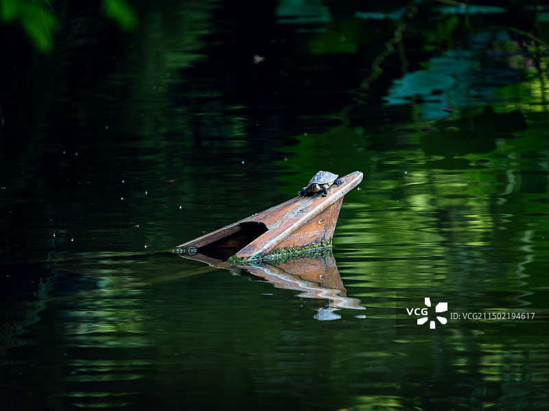 中华草龟图片素材