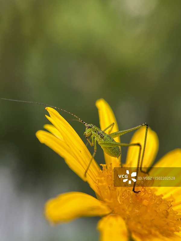 花上螽斯图片素材