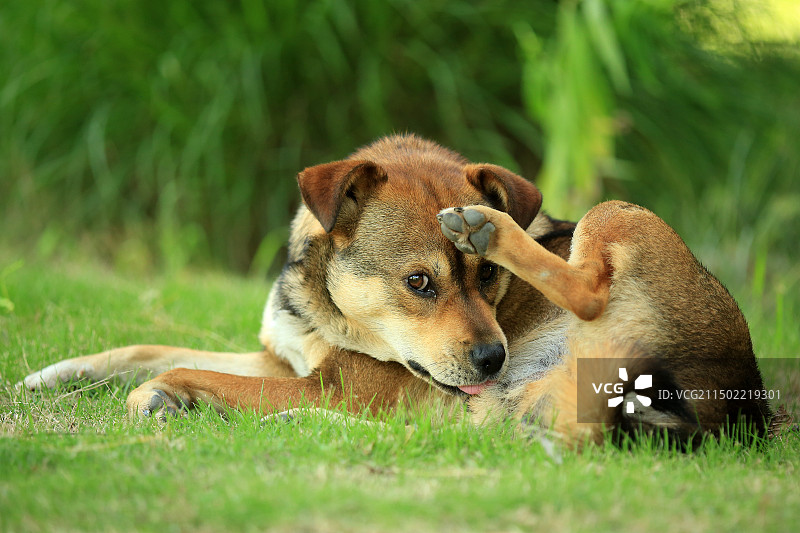 夏天草地上的狗狗图片素材