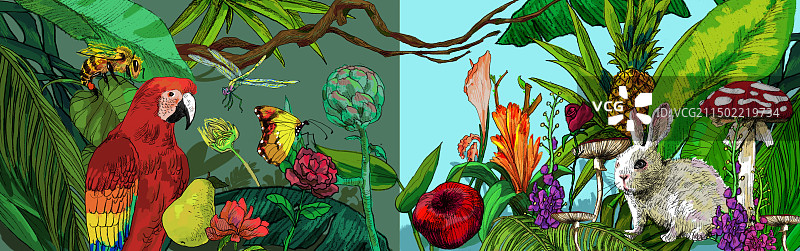 鹦鹉和兔子在森林里图片素材