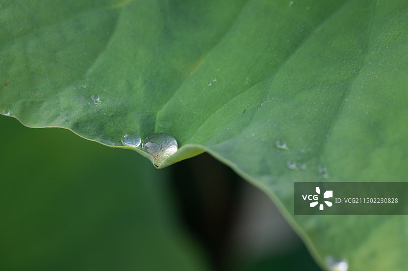 荷叶上的露珠图片素材