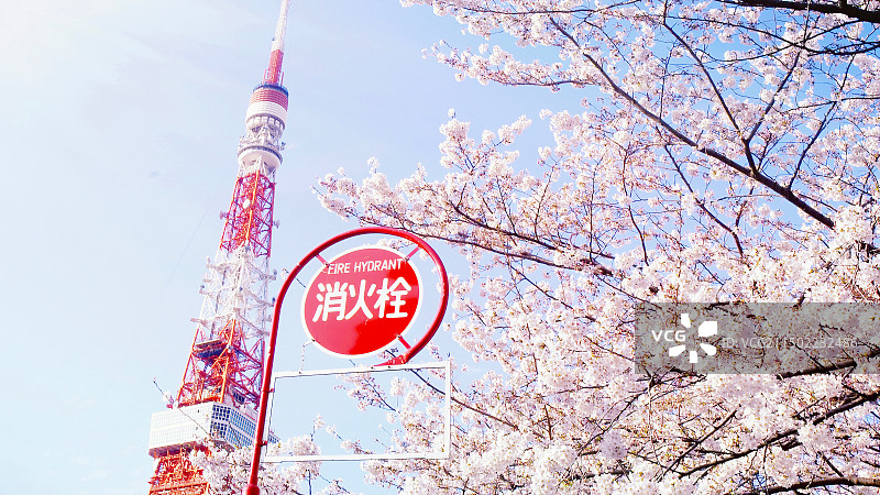 日本樱花和东京塔图片素材