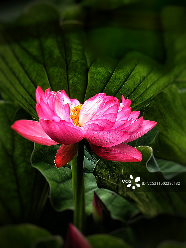 荷花盛开的季节图片素材