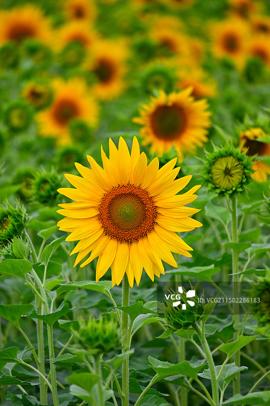 猛虎下山与太阳花图片素材