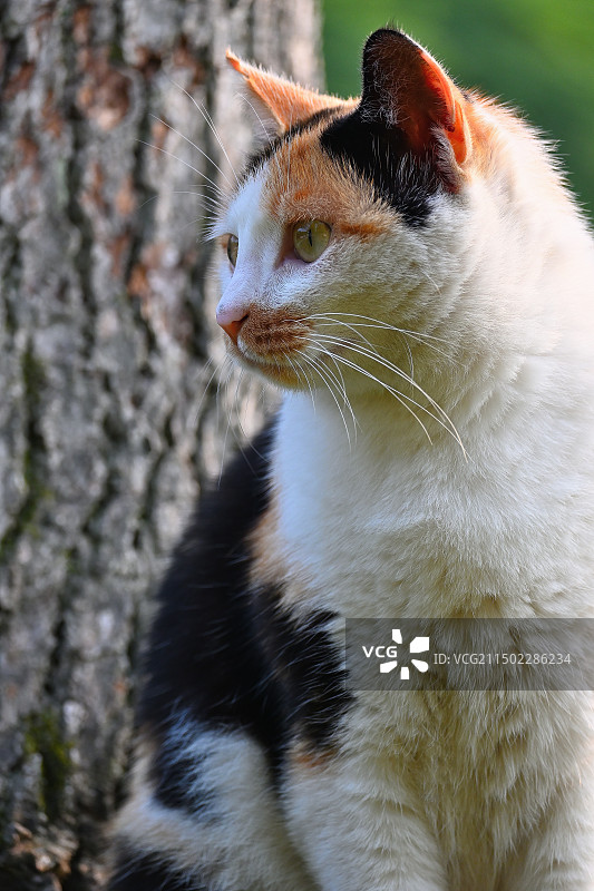 猛虎下山与太阳花图片素材