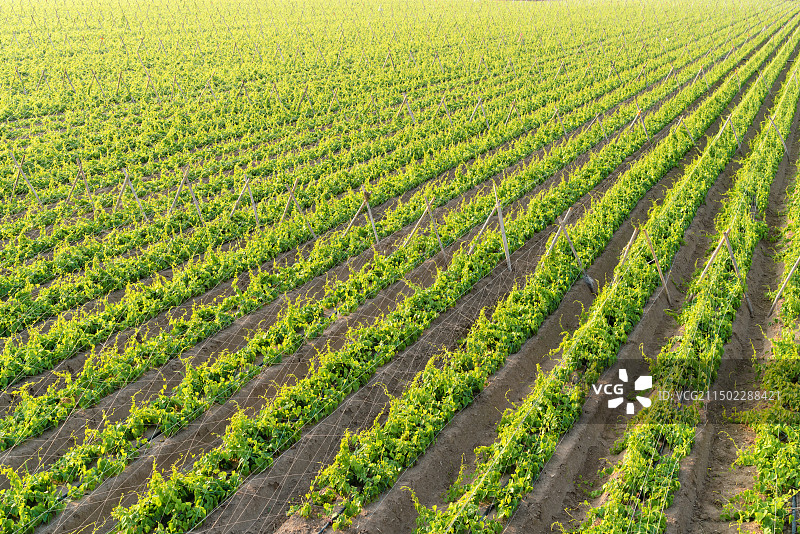 河南中部农田，山药种植基地图片素材