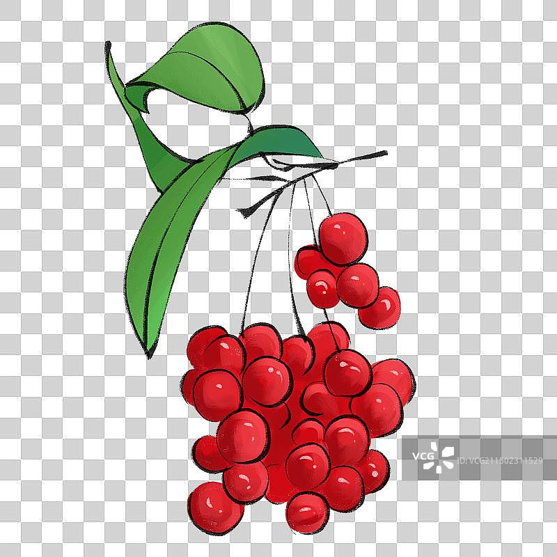 五味子-黑龙江萝北五味子中草药土特产手绘插画元素图片素材