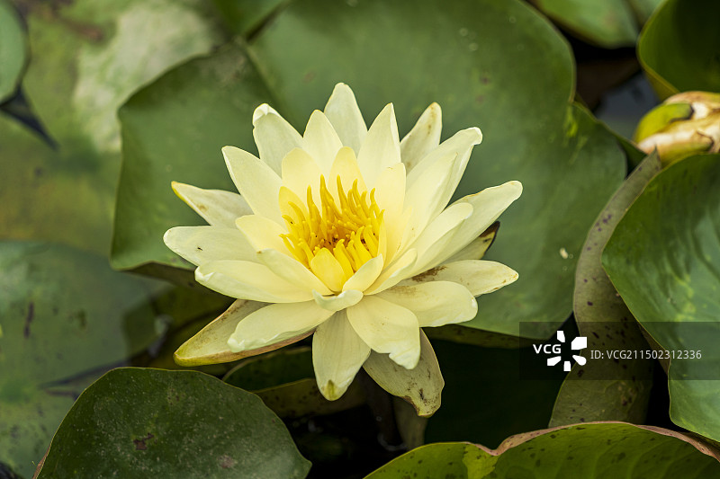 夏日阳光下盛开的一朵朵粉色与黄色的莲花图片素材