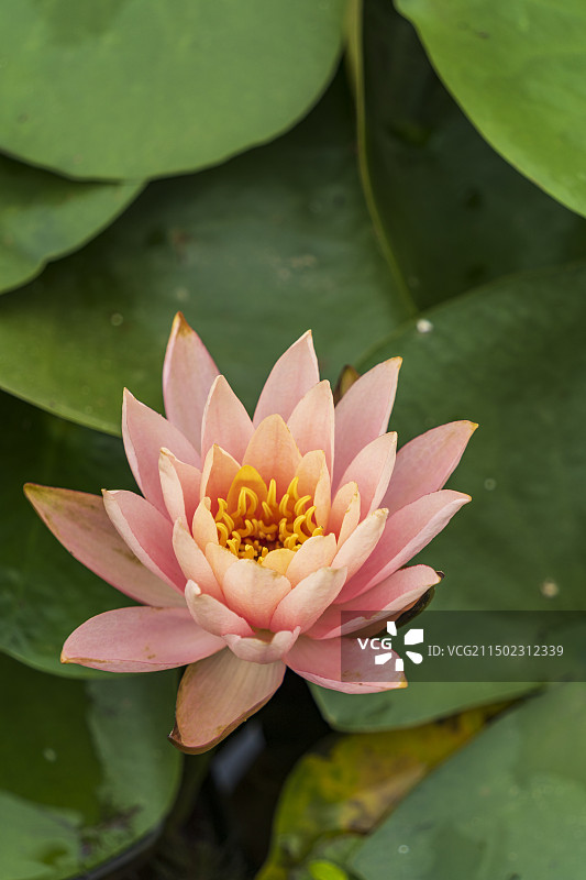 夏日阳光下盛开的一朵朵粉色与黄色的莲花图片素材