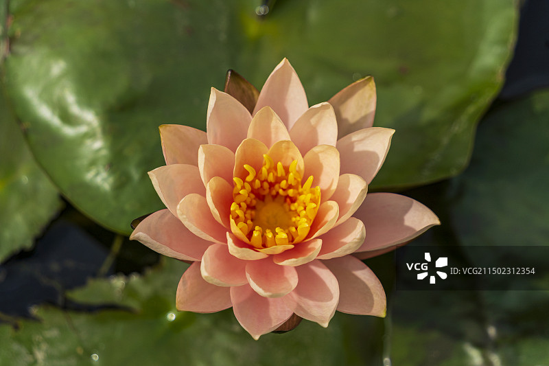 夏日阳光下盛开的一朵朵粉色与黄色的莲花图片素材