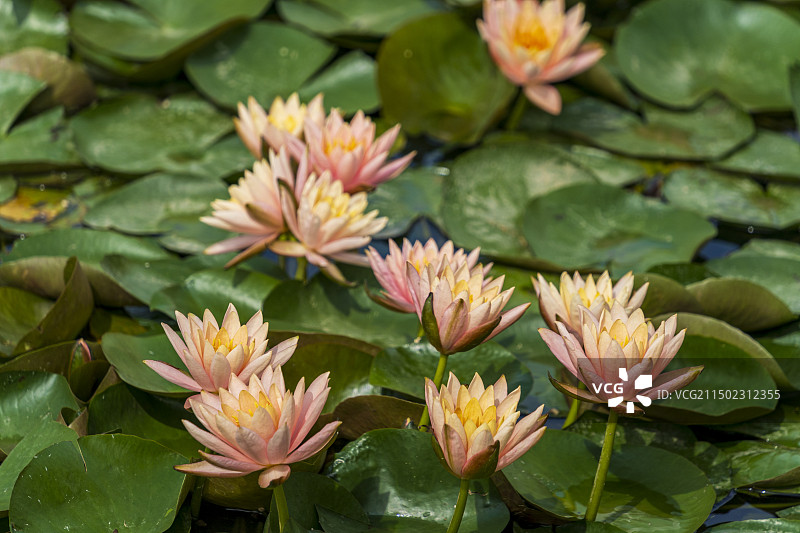 夏日阳光下盛开的一朵朵粉色与黄色的莲花图片素材