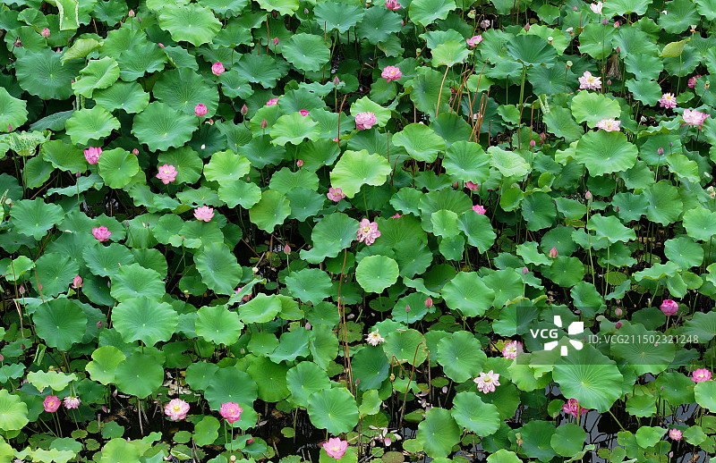 山东枣庄微山湖红荷湿地景区碧叶连天荷花红图片素材