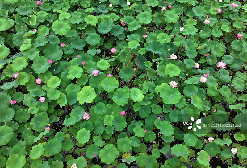 山东枣庄微山湖红荷湿地景区碧叶连天荷花红图片素材