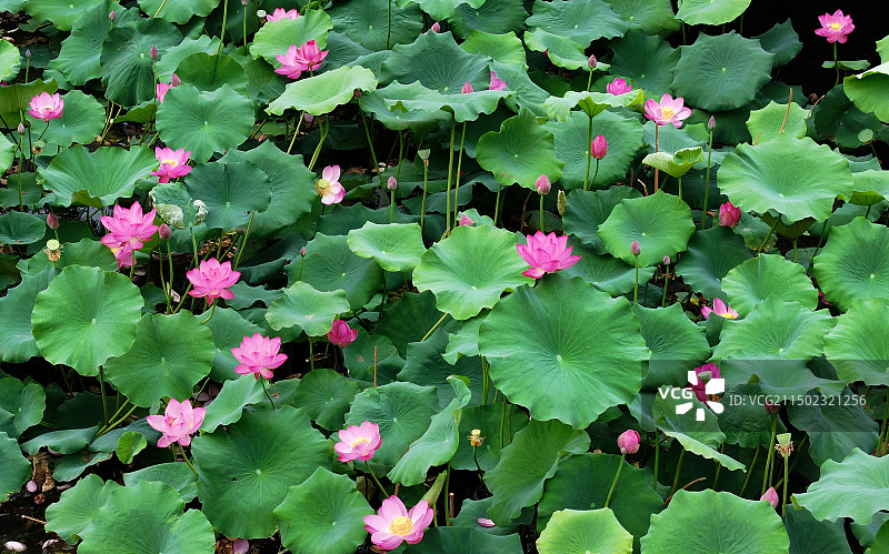 山东枣庄微山湖红荷湿地景区碧叶连天荷花红图片素材
