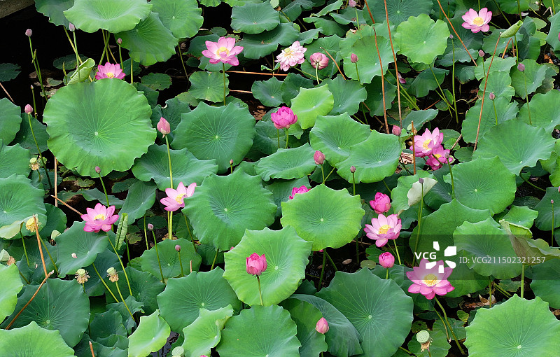 山东枣庄微山湖红荷湿地景区碧叶连天荷花红图片素材