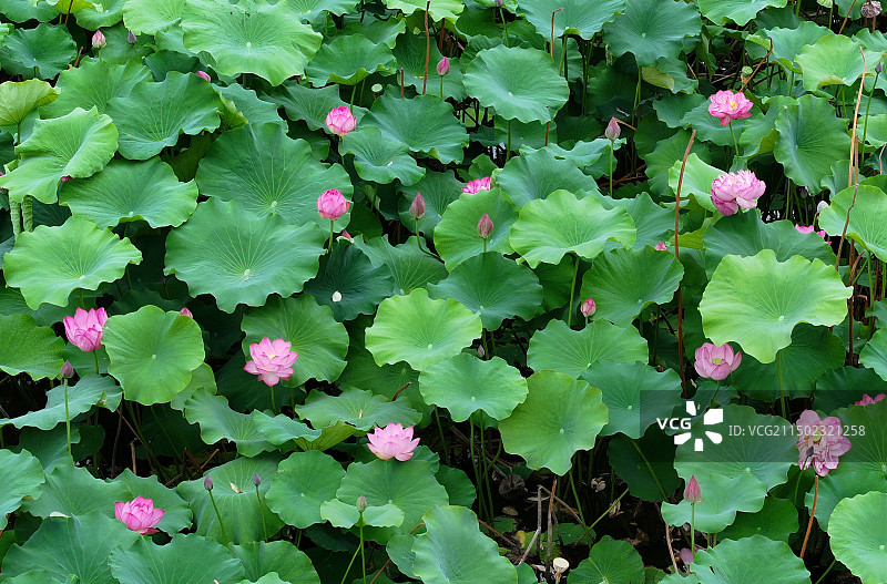 山东枣庄微山湖红荷湿地景区碧叶连天荷花红图片素材