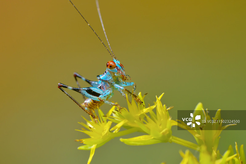 蓝精灵图片素材