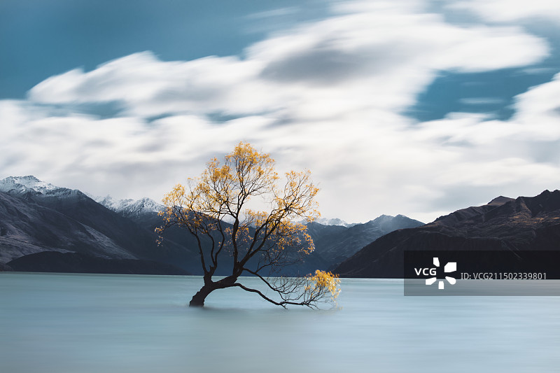 孤独的一棵树图片素材