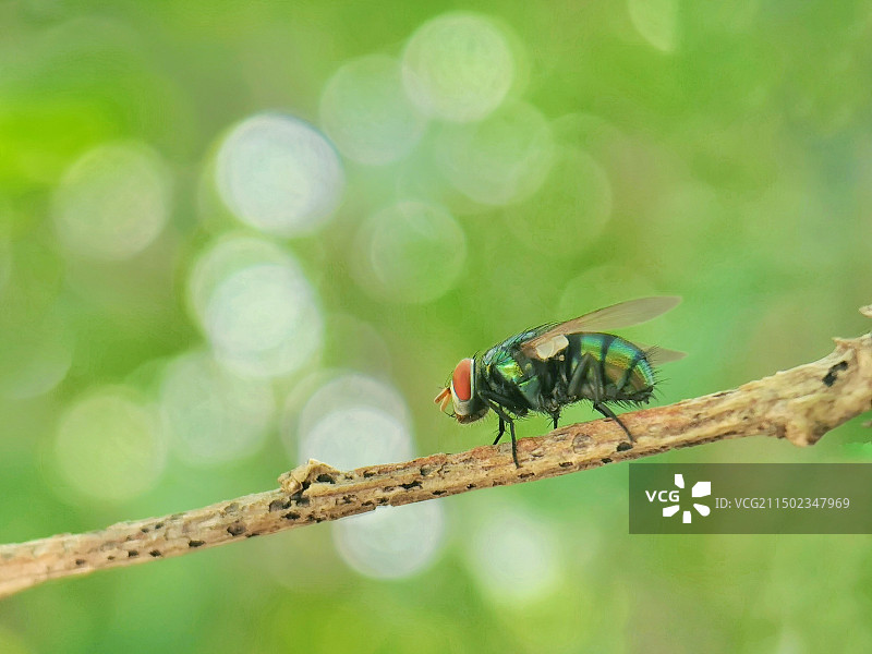 蝇图片素材