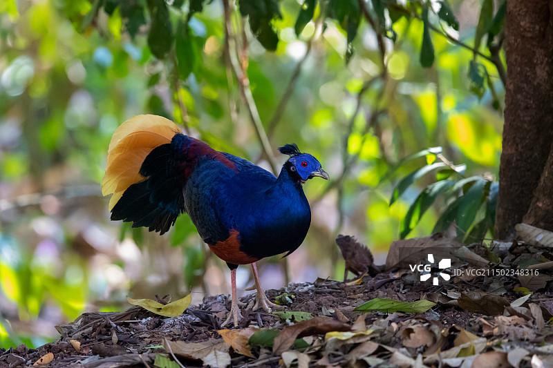 凤冠火背鹇图片素材
