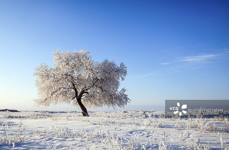 雾淞顶着晴朗的天空图片素材