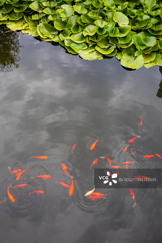 山东济南学府文庙大成殿黄瓦古建筑金鱼莲花石榴图片素材