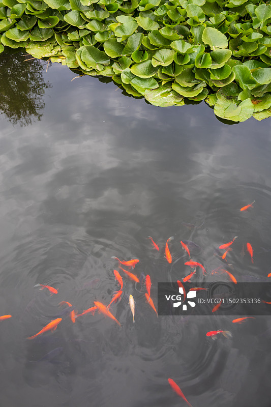 山东济南学府文庙大成殿黄瓦古建筑金鱼莲花石榴图片素材