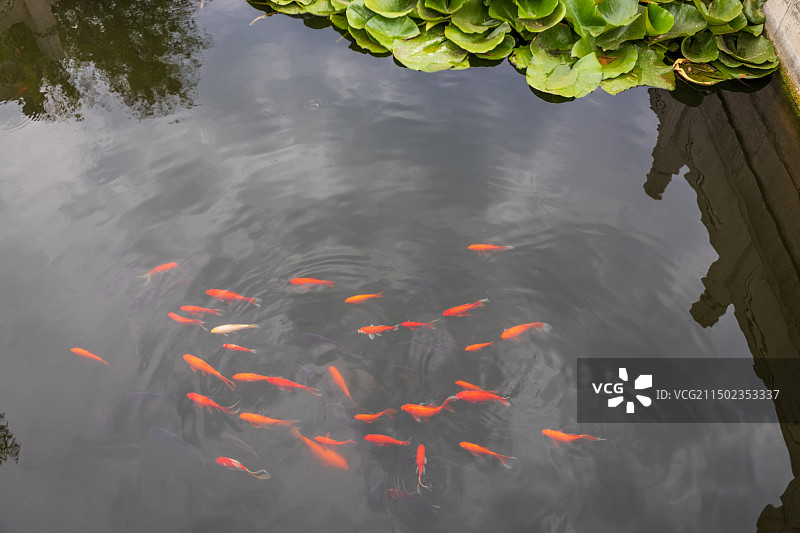 山东济南学府文庙大成殿黄瓦古建筑金鱼莲花石榴图片素材