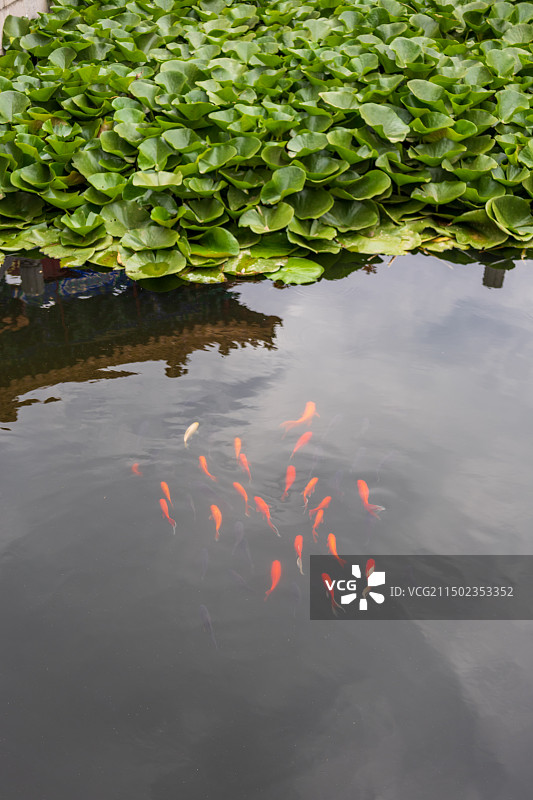 山东济南学府文庙大成殿黄瓦古建筑金鱼莲花石榴图片素材